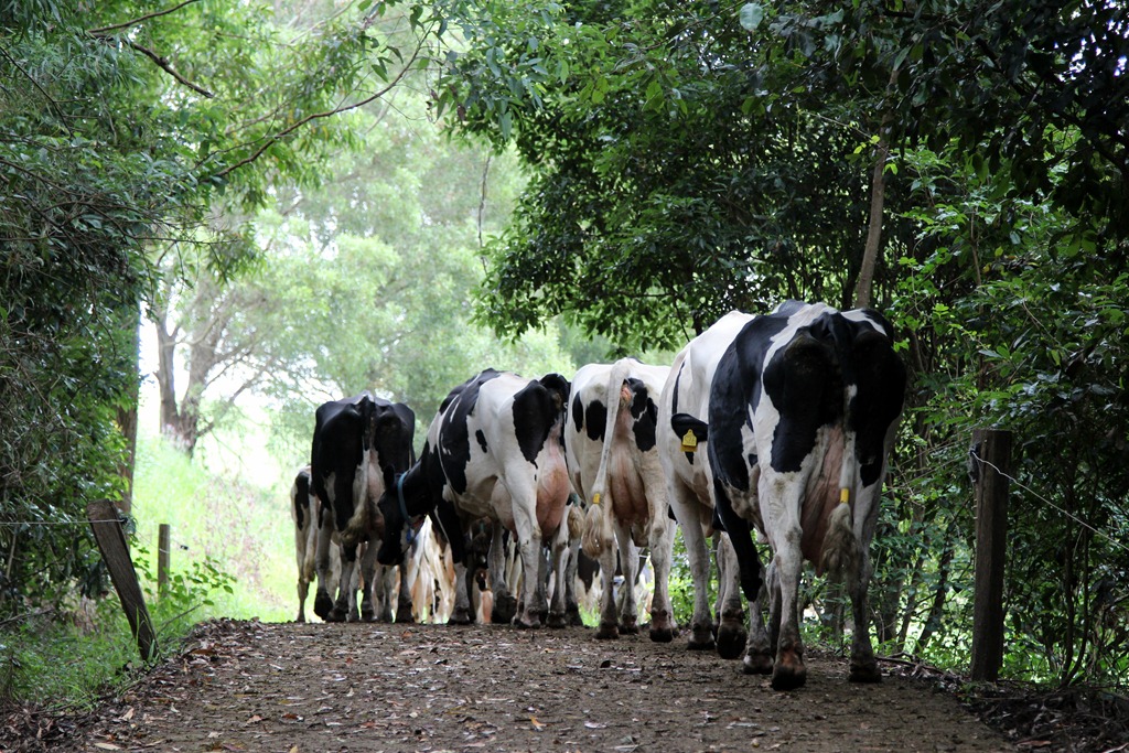 The Meaning of Being Unemployed and Staring at Cow Arses