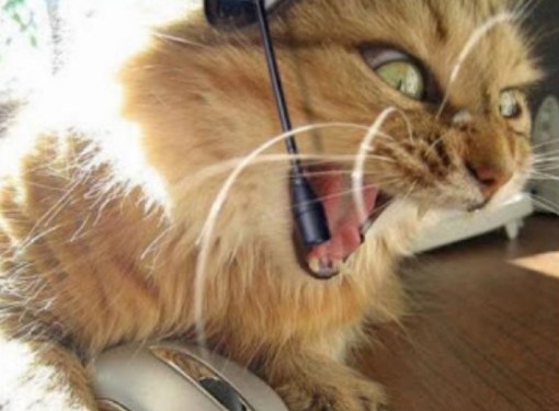 Angry Compaint Cat.jpg