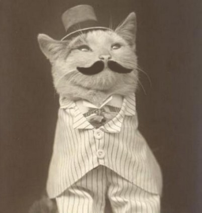 Good Manners Gentleman Cat
