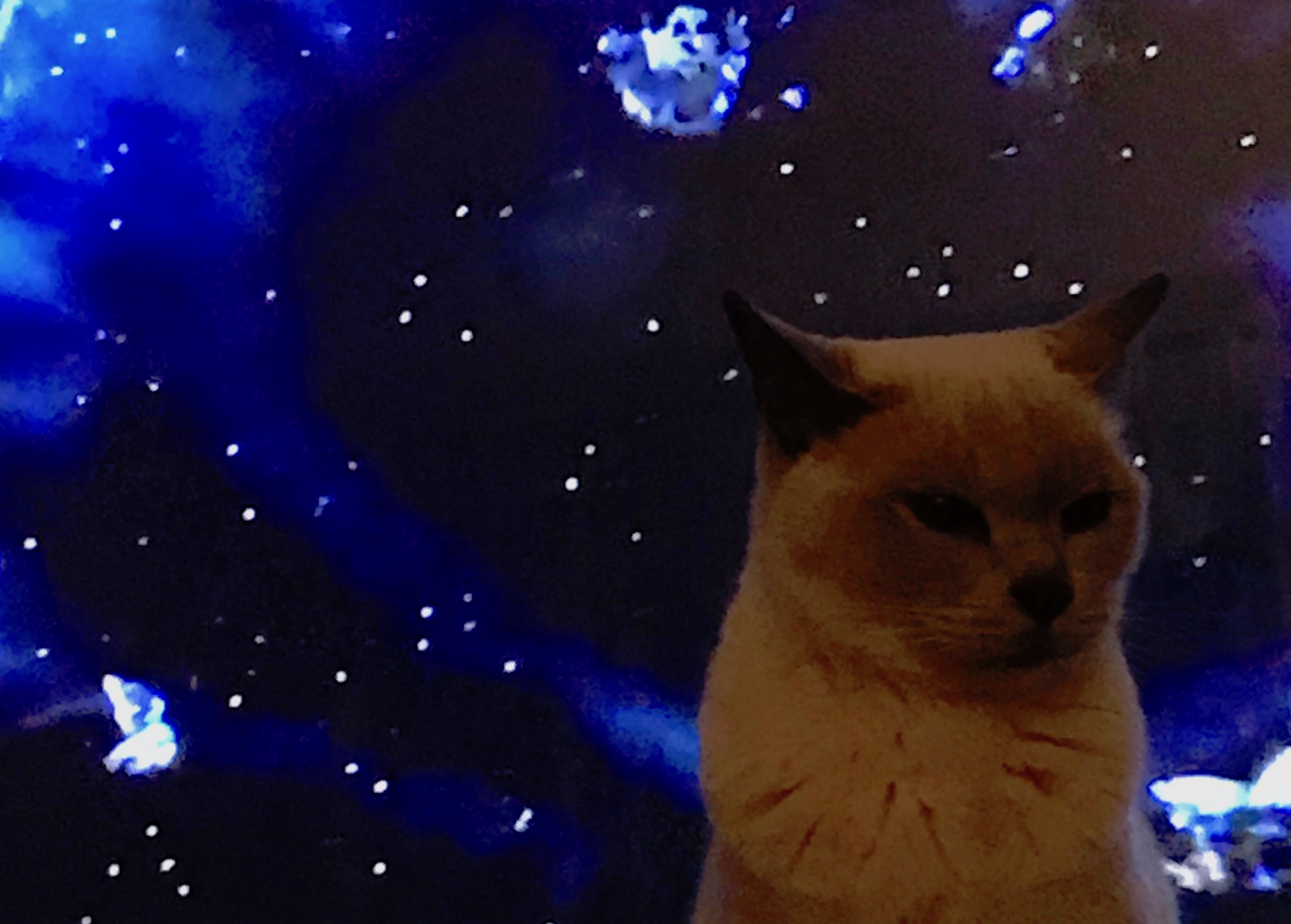 And Now, My Cat Invades Star Trek: Voyager