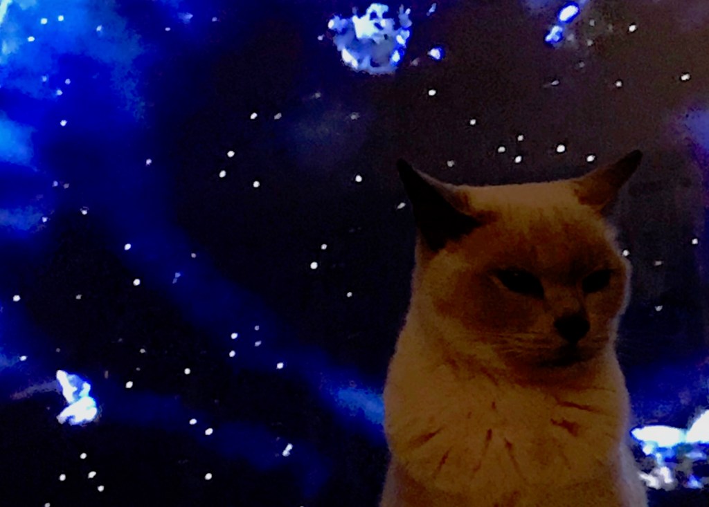 And Now, My Cat Invades Star Trek:&nbsp;Voyager